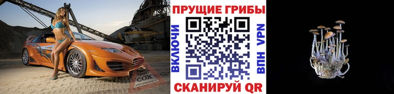Псилоцибиновые грибы Psilocybe  omg зеркало  Покачи 